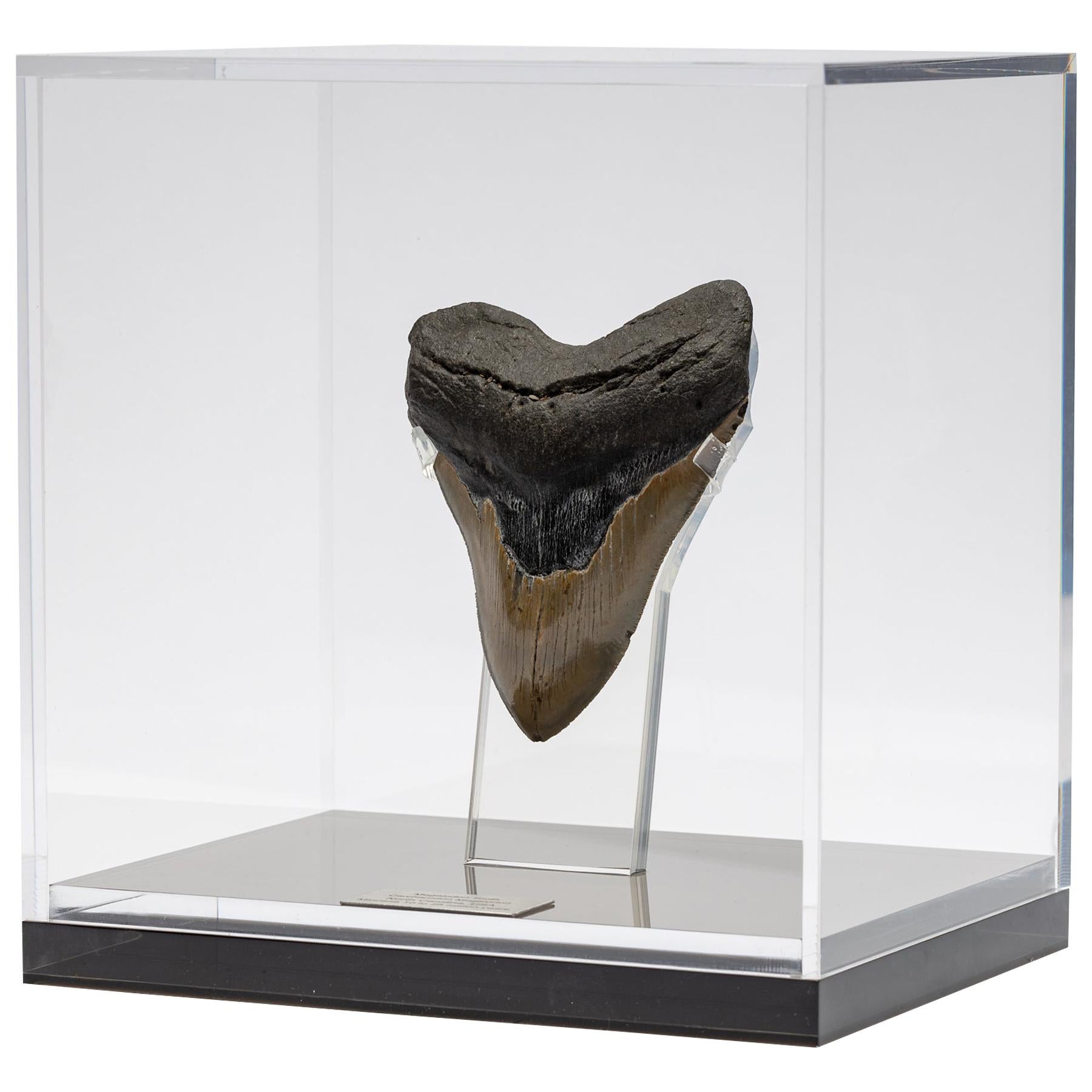 Fossil Megalodon "The Monster Shark" Tooth in Acrylic Custom Box