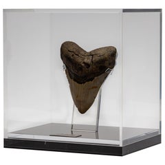 Fossil Megalodon "The Monster Shark" Tooth in Acrylic Custom Box