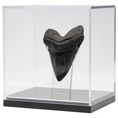 Fossil Megalodon "the Monster Shark" Tooth in Acrylic Custom Box