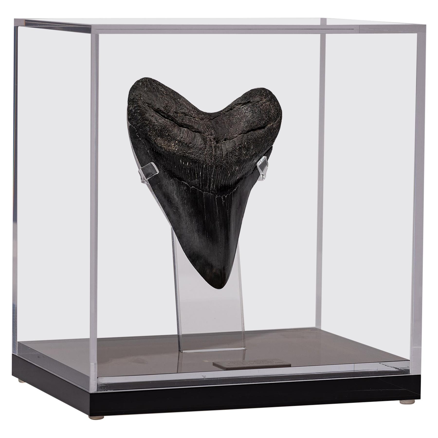 Fossil Megalodon "the Monster Shark" Tooth in Acrylic Custom Box