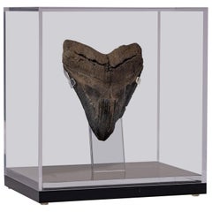 Fossil Megalodon "the Monster Shark" Tooth in Acrylic Custom Box