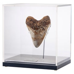 Fossil Megalodon "The Monster Shark" Tooth in Acrylic Custom Box