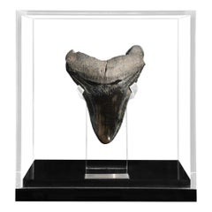 Fossil Megalodon "the Monster Shark" Tooth in Acrylic Custom Box