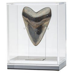 Fossil Megalodon "the Monster Shark" Tooth in Acrylic Custom Box