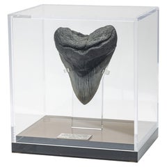 Fossil Megalodon "the Monster Shark" Tooth in Acrylic Custom Box