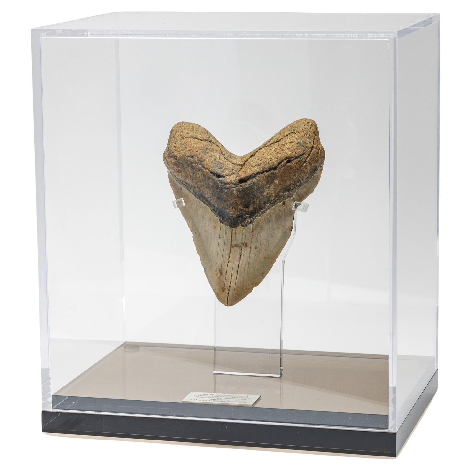 Fossil Megalodon "the Monster Shark" Tooth in Acrylic Custom Box For Sale