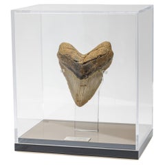 Fossil Megalodon "the Monster Shark" Tooth in Acrylic Custom Box