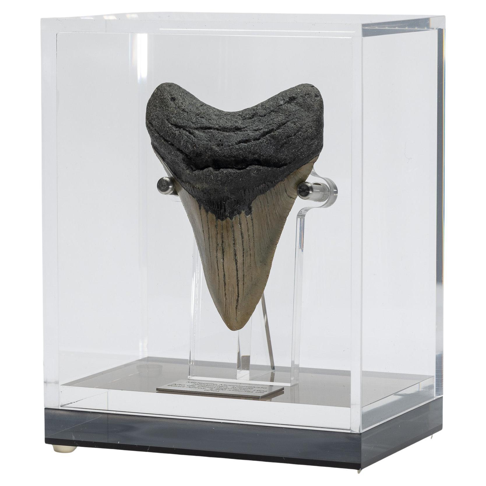 Fossil Megalodon "the Monster Shark" Tooth in Acrylic Custom Box