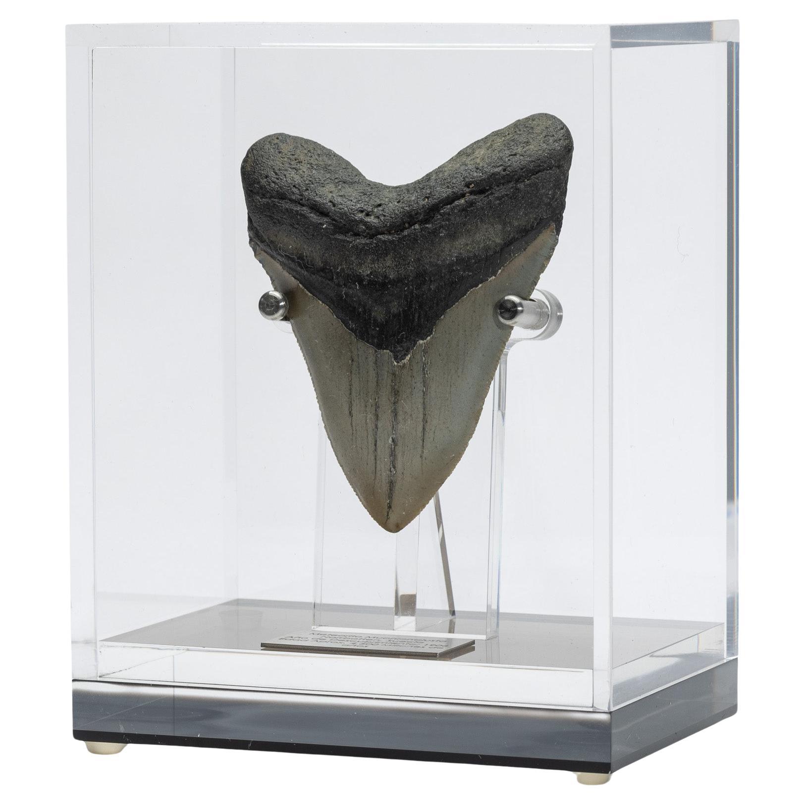 Fossil Megalodon "the Monster Shark" Tooth in Acrylic Custom Box