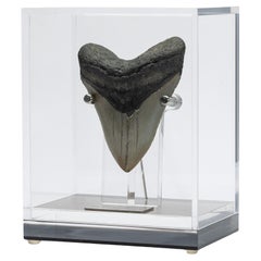 Fossil Megalodon „Die Monsterschlange“ Zahn in Acryl, maßgefertigte Schachtel