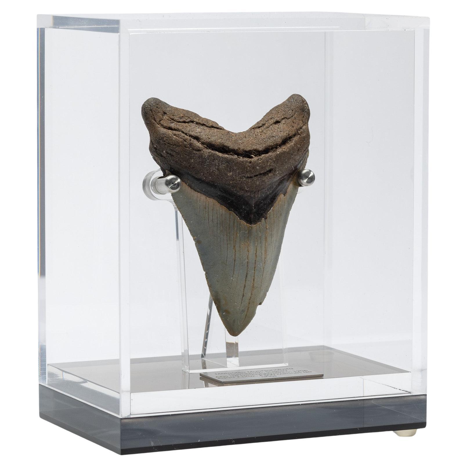 Fossil Megalodon "the Monster Shark" Tooth in Acrylic Custom Box