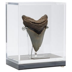 Fossil Megalodon „Die Monsterschlange“ Zahn in Acryl, maßgefertigte Schachtel