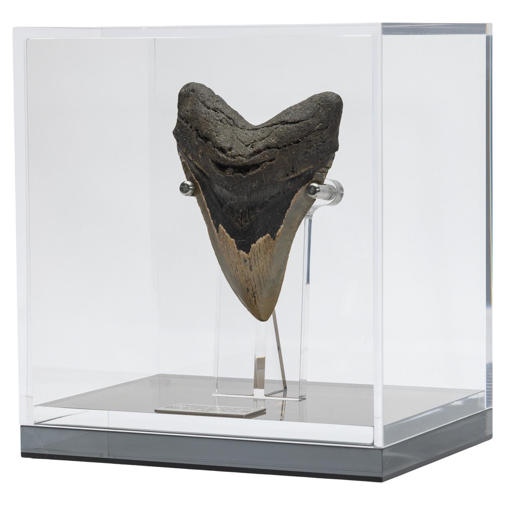 Fossil Megalodon "the Monster Shark" Tooth in Acrylic Custom Box