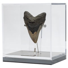 Fossil Megalodon "the Monster Shark" Tooth in Acrylic Custom Box