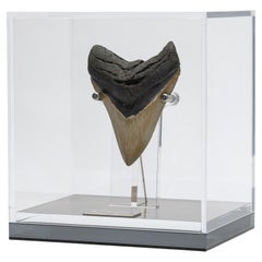 Fossil Megalodon "the Monster Shark" Tooth in Acrylic Custom Box