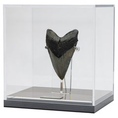 Fossil Megalodon "The Monster Shark" Tooth in Acrylic Custom Box