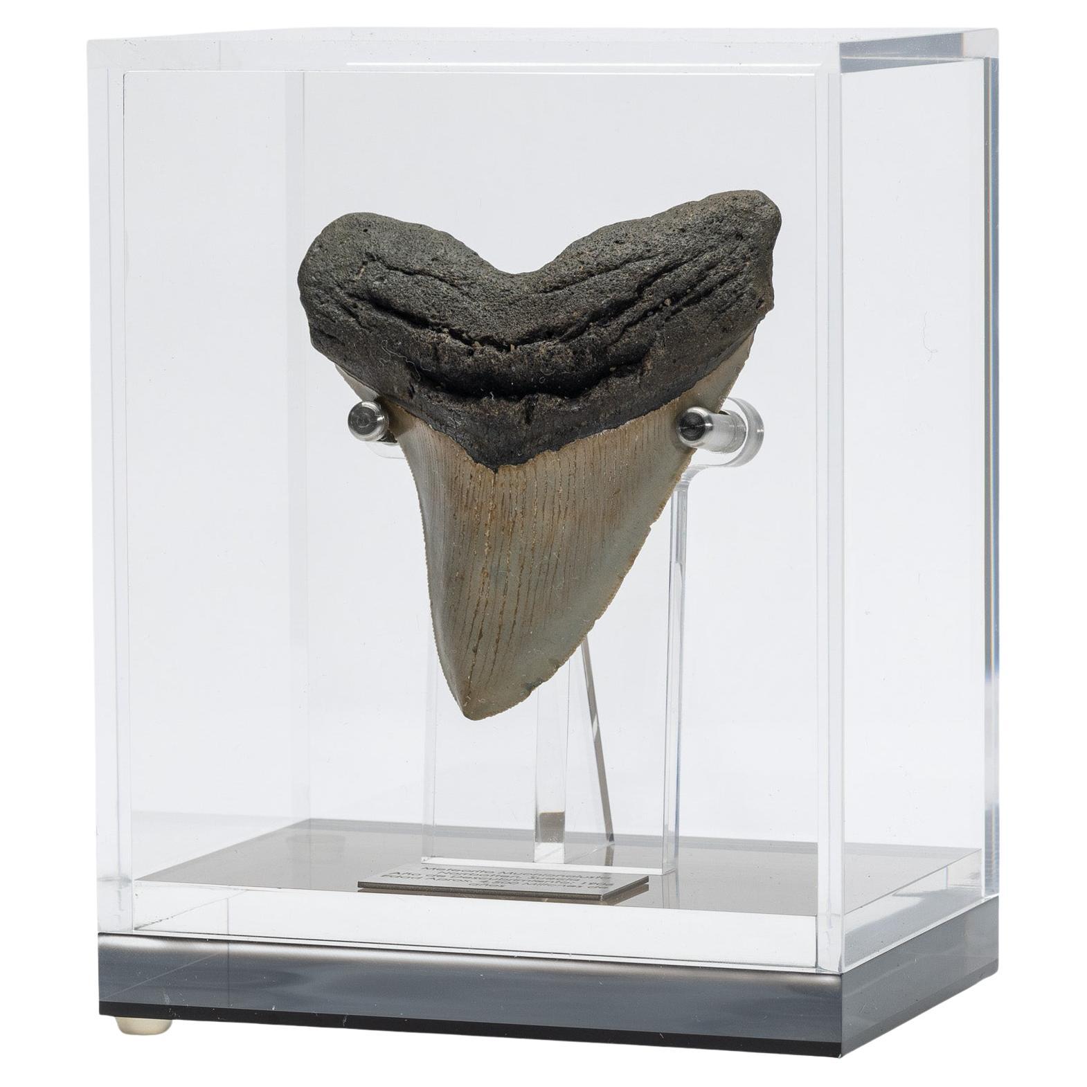 Fossil Megalodon "the Monster Shark" Tooth in Acrylic Custom Box