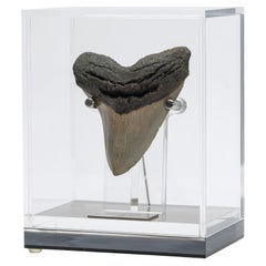 Fossil Megalodon "the Monster Shark" Tooth in Acrylic Custom Box