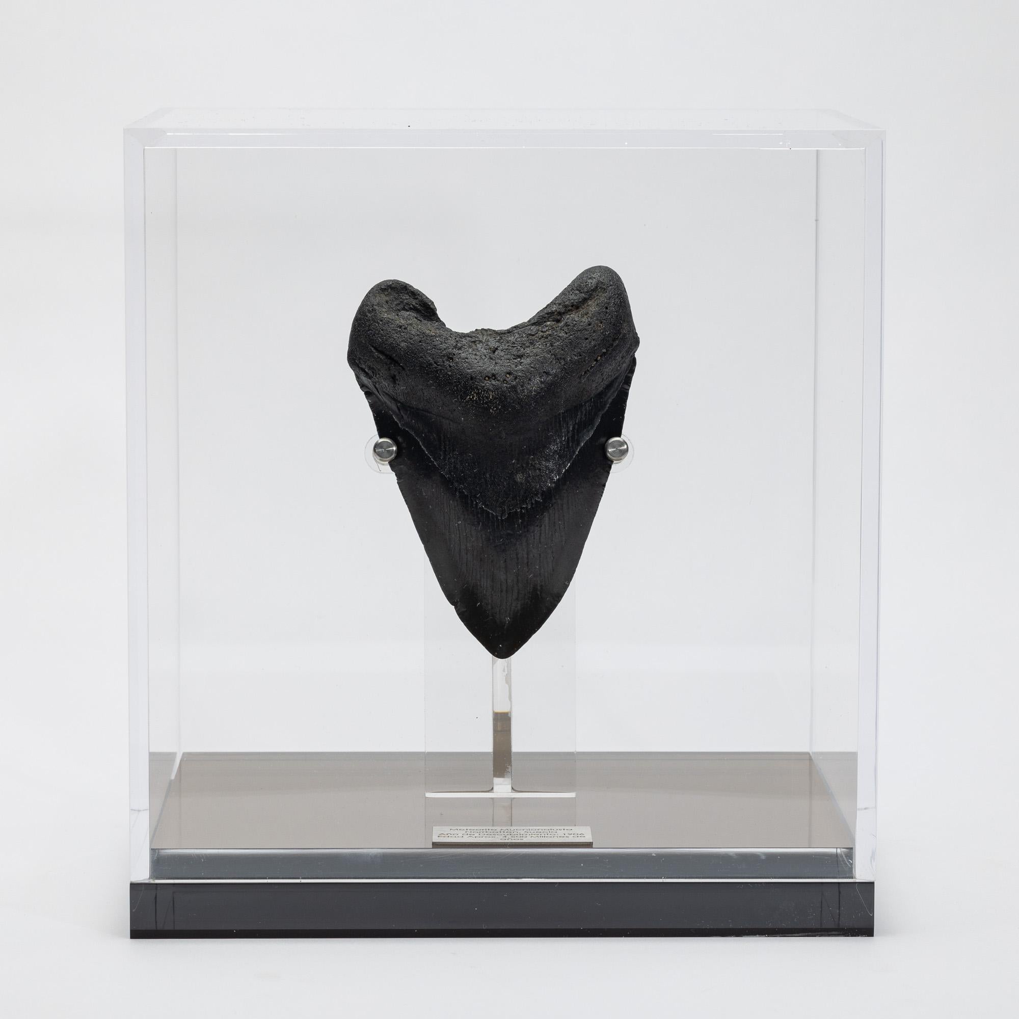 Fossil Megalodon 