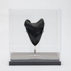 Fossil Megalodon "The Monster Shark" Tooth in Acrylic Custom Box from USA