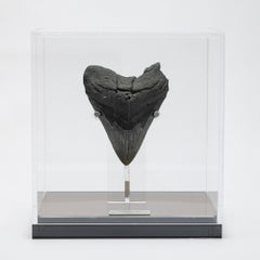 Fossil Megalodon "The Monster Shark" Tooth in Acrylic Custom Box from USA