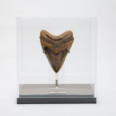 Fossil Megalodon "The Monster Shark" Zahn in Acryl Custom Box aus USA
