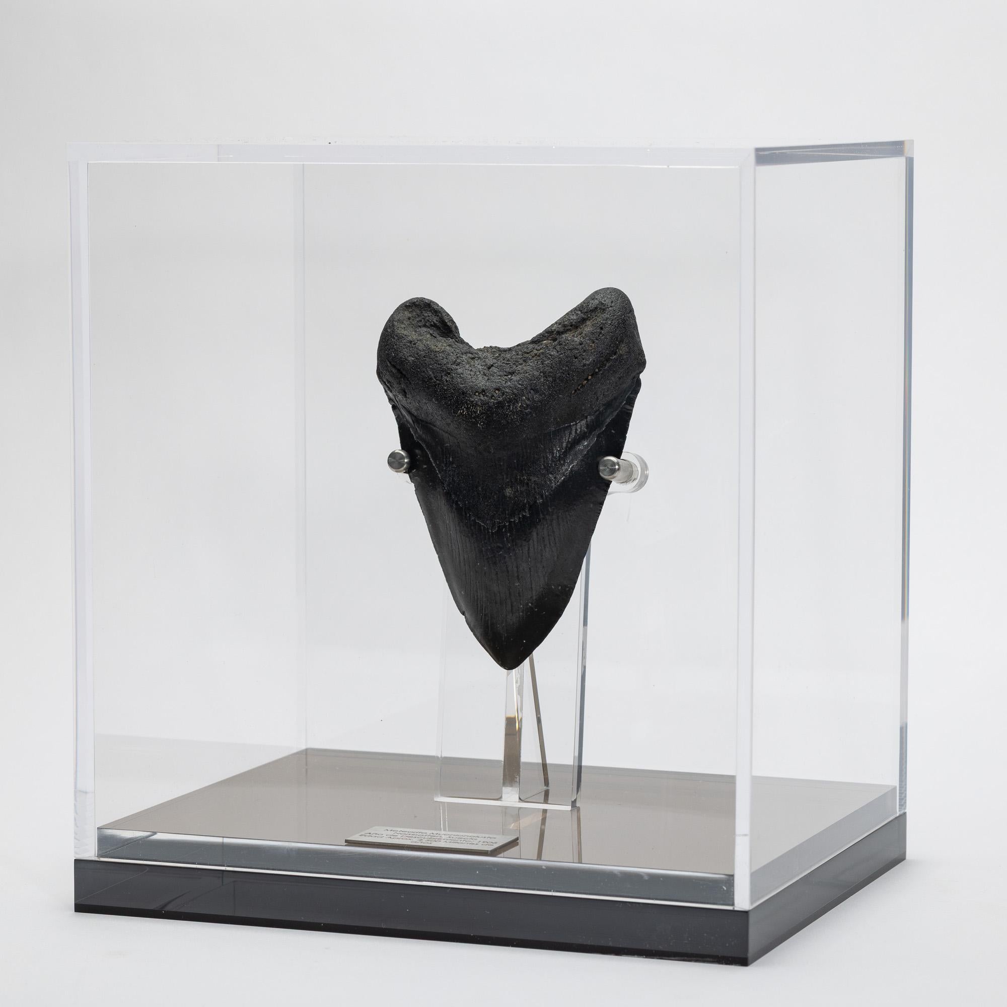 Organic Modern Fossil Megalodon 