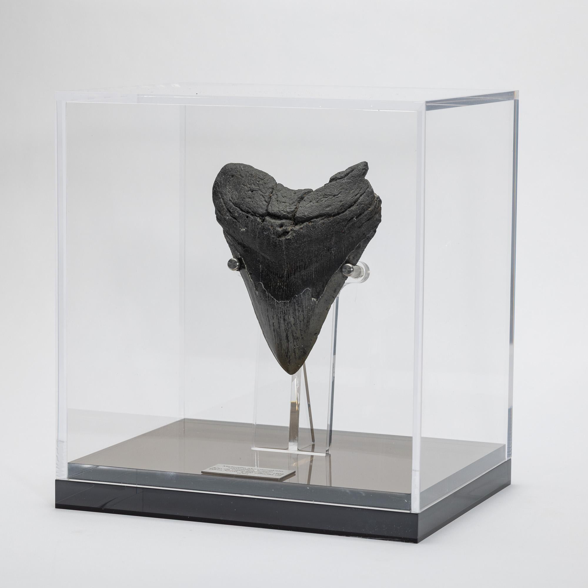 Organic Modern Fossil Megalodon 