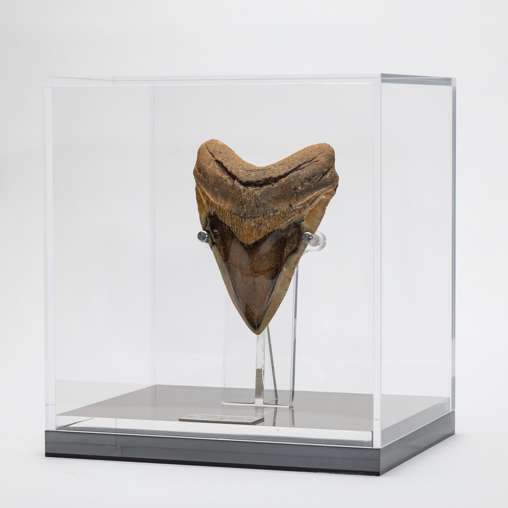 Organic Modern Fossil Megalodon 