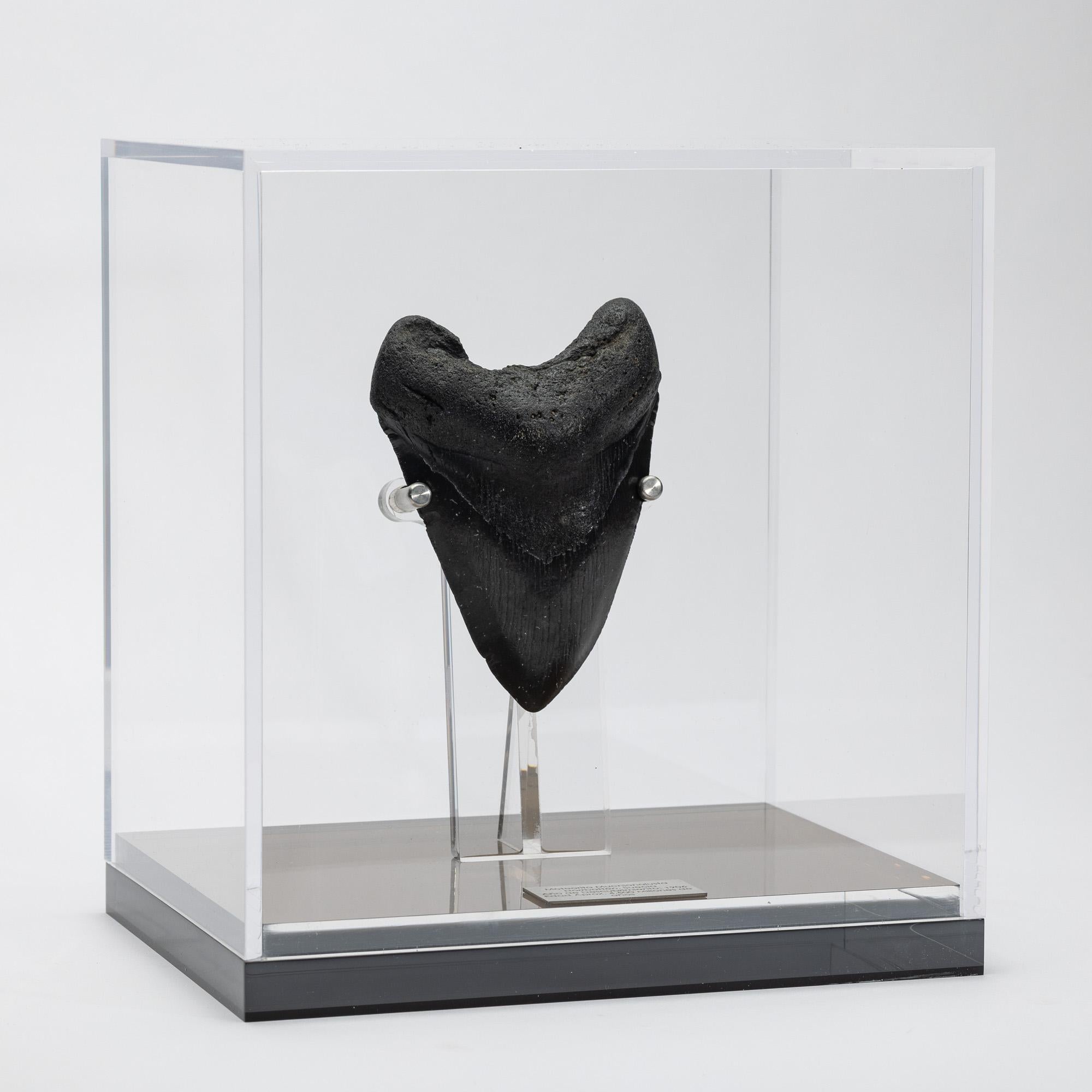 American Fossil Megalodon 