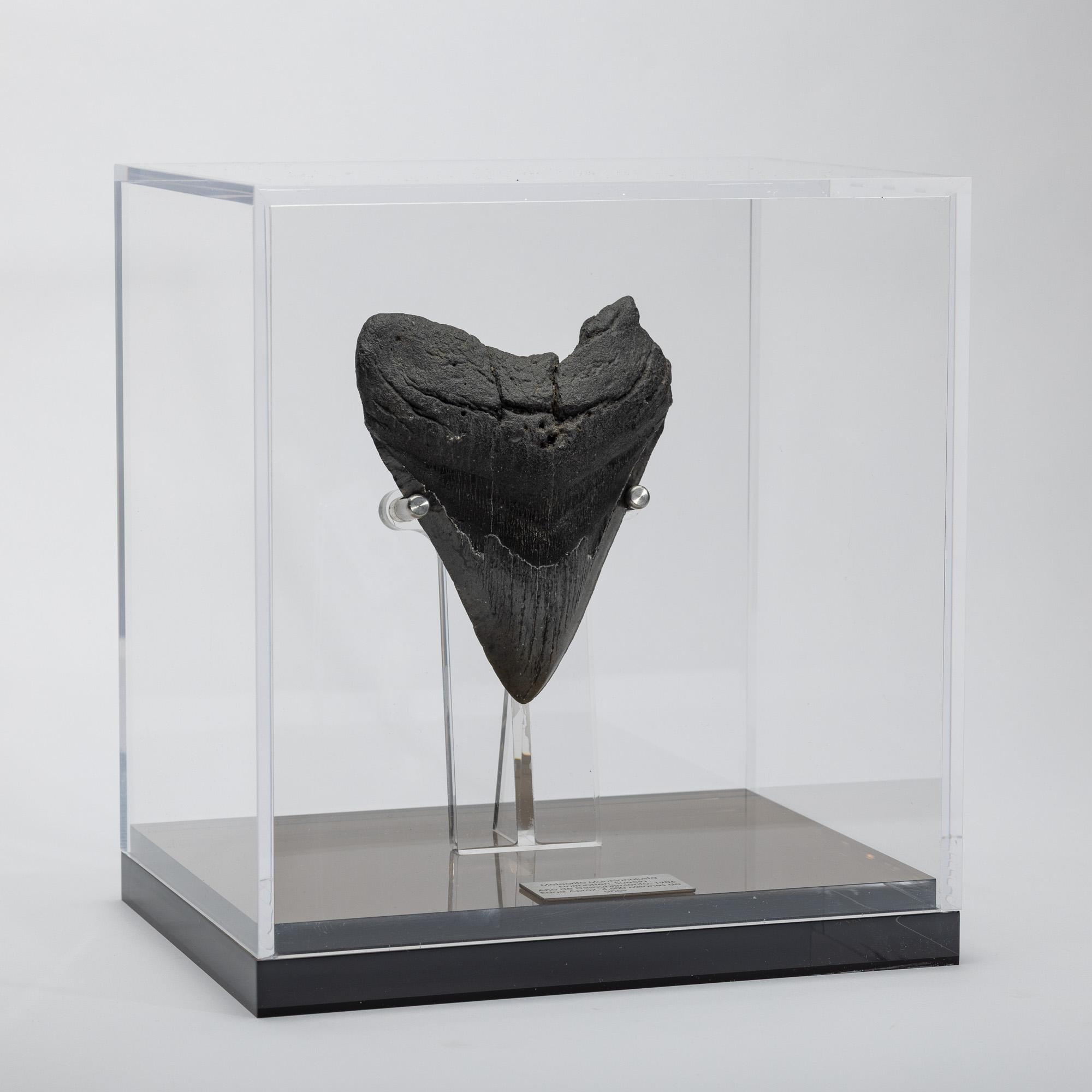American Fossil Megalodon 