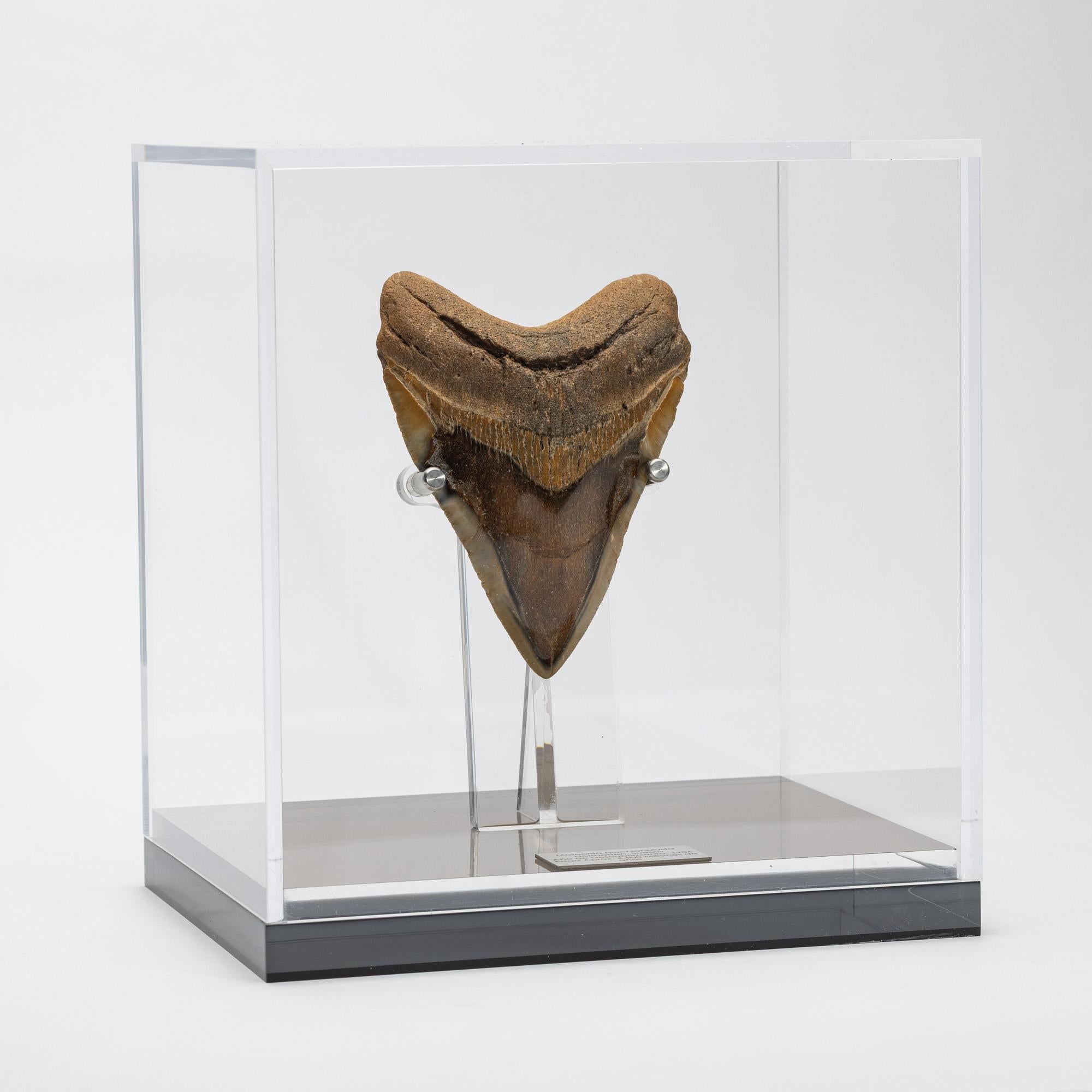 American Fossil Megalodon 