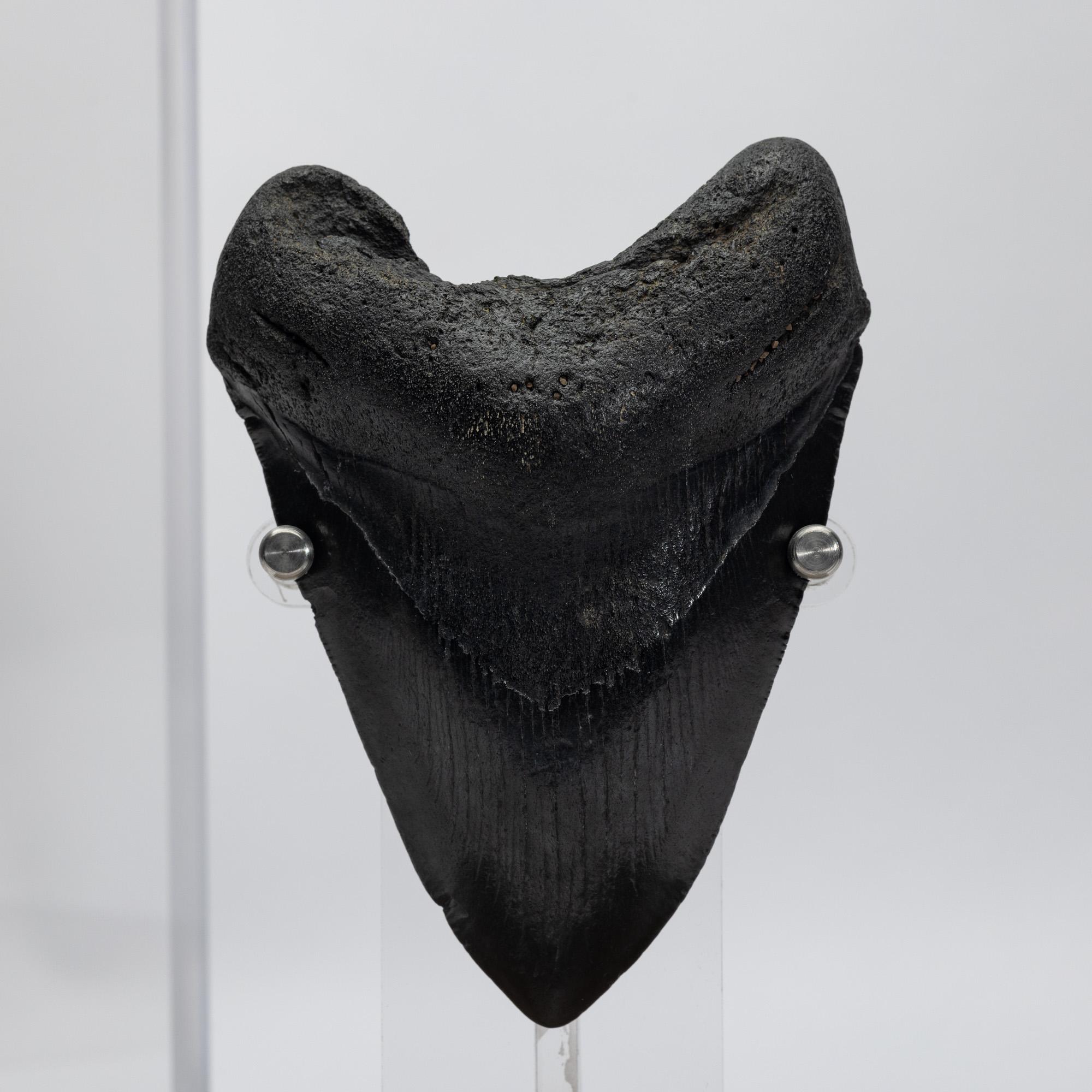 Fossil Megalodon 