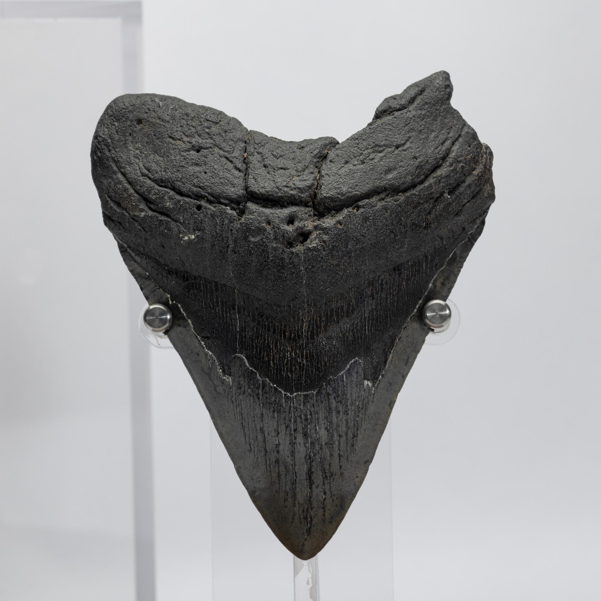 Fossil Megalodon 