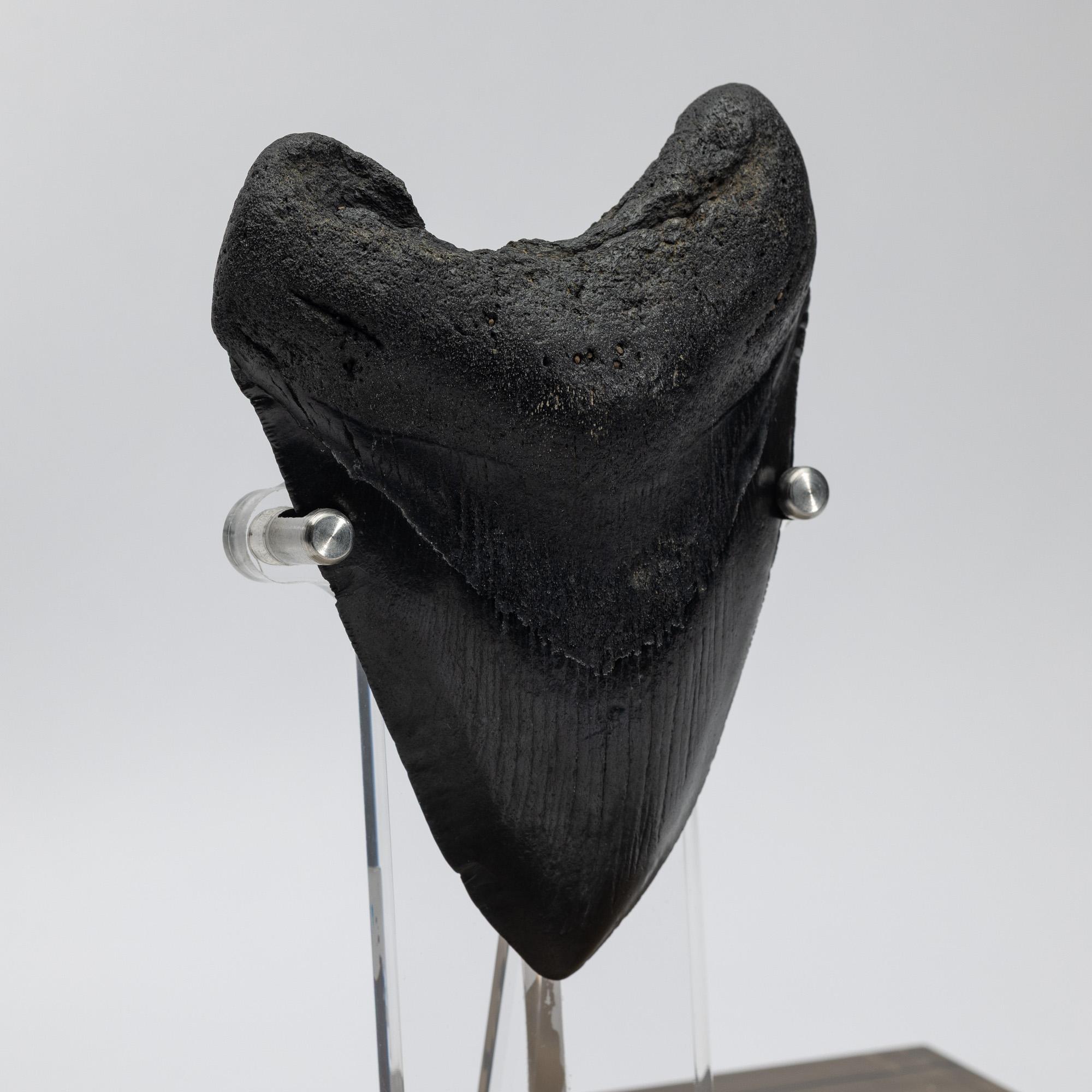 Contemporary Fossil Megalodon 