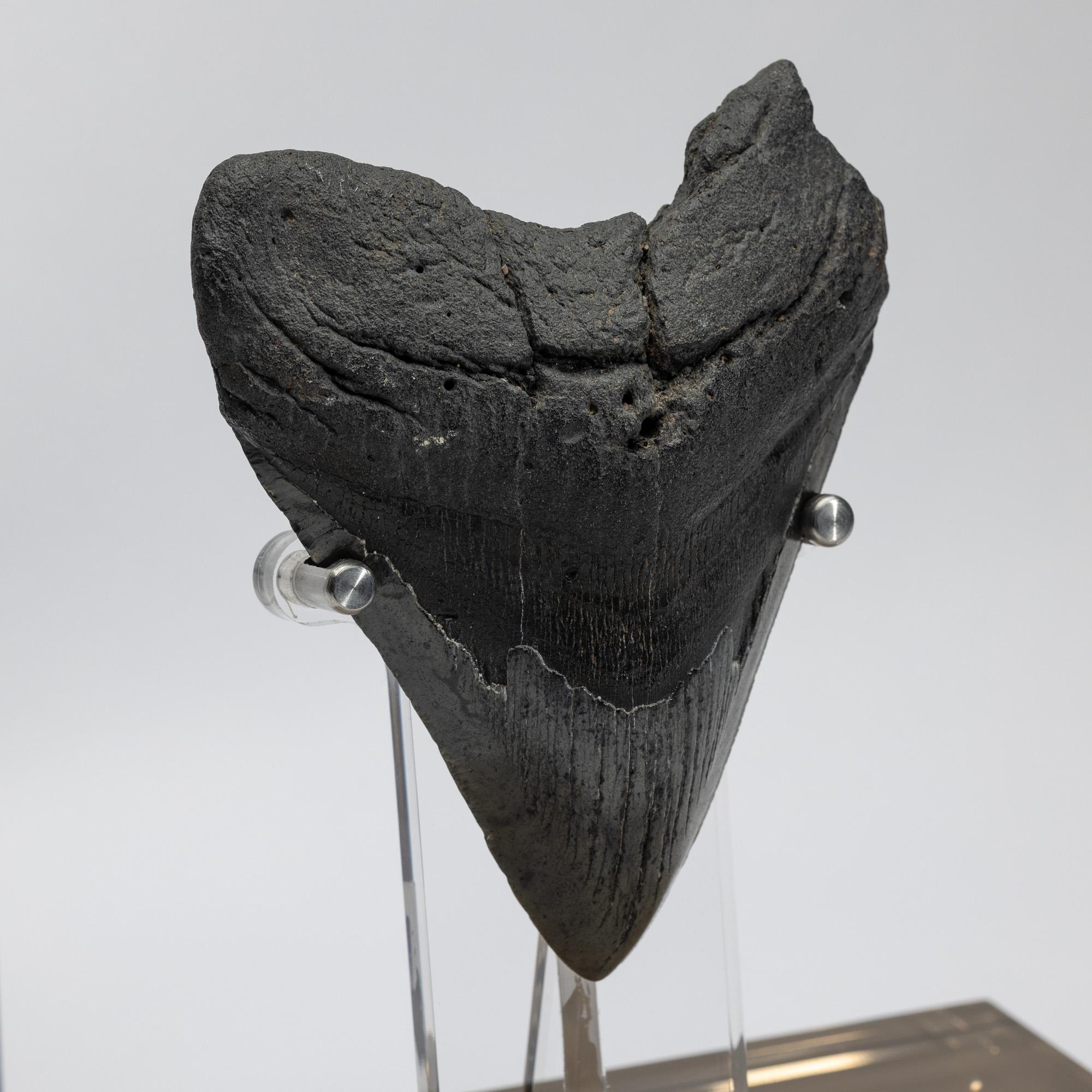 Contemporary Fossil Megalodon 