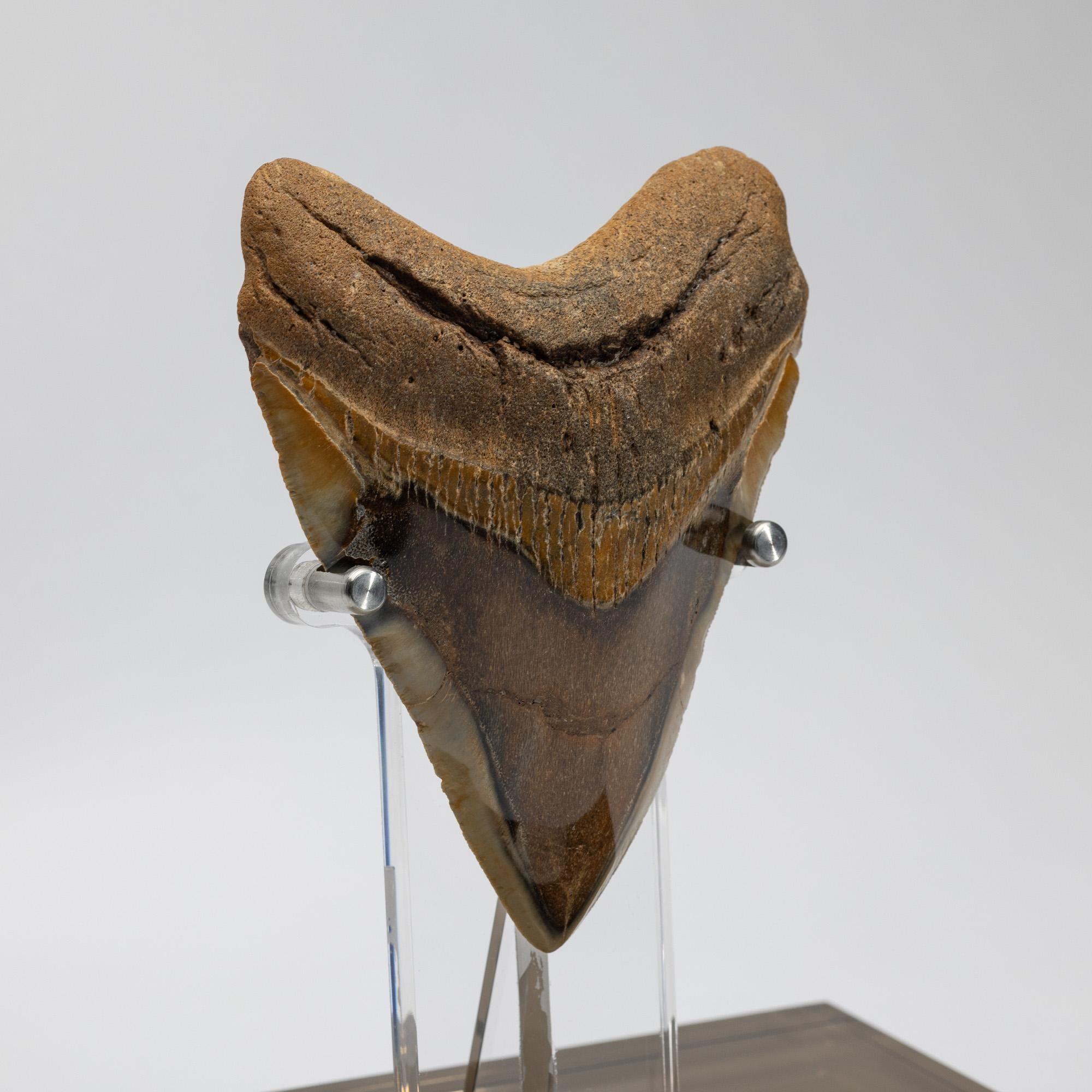 Contemporary Fossil Megalodon 