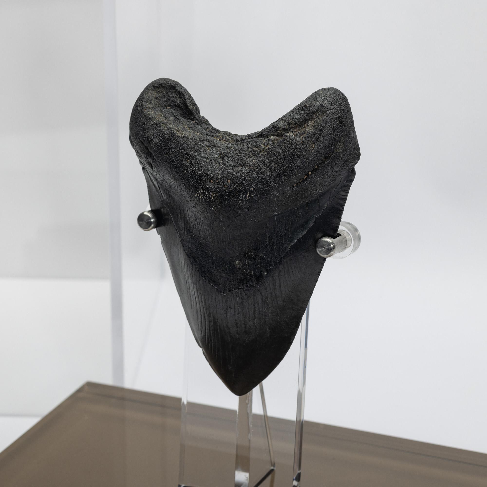Fossil Megalodon 
