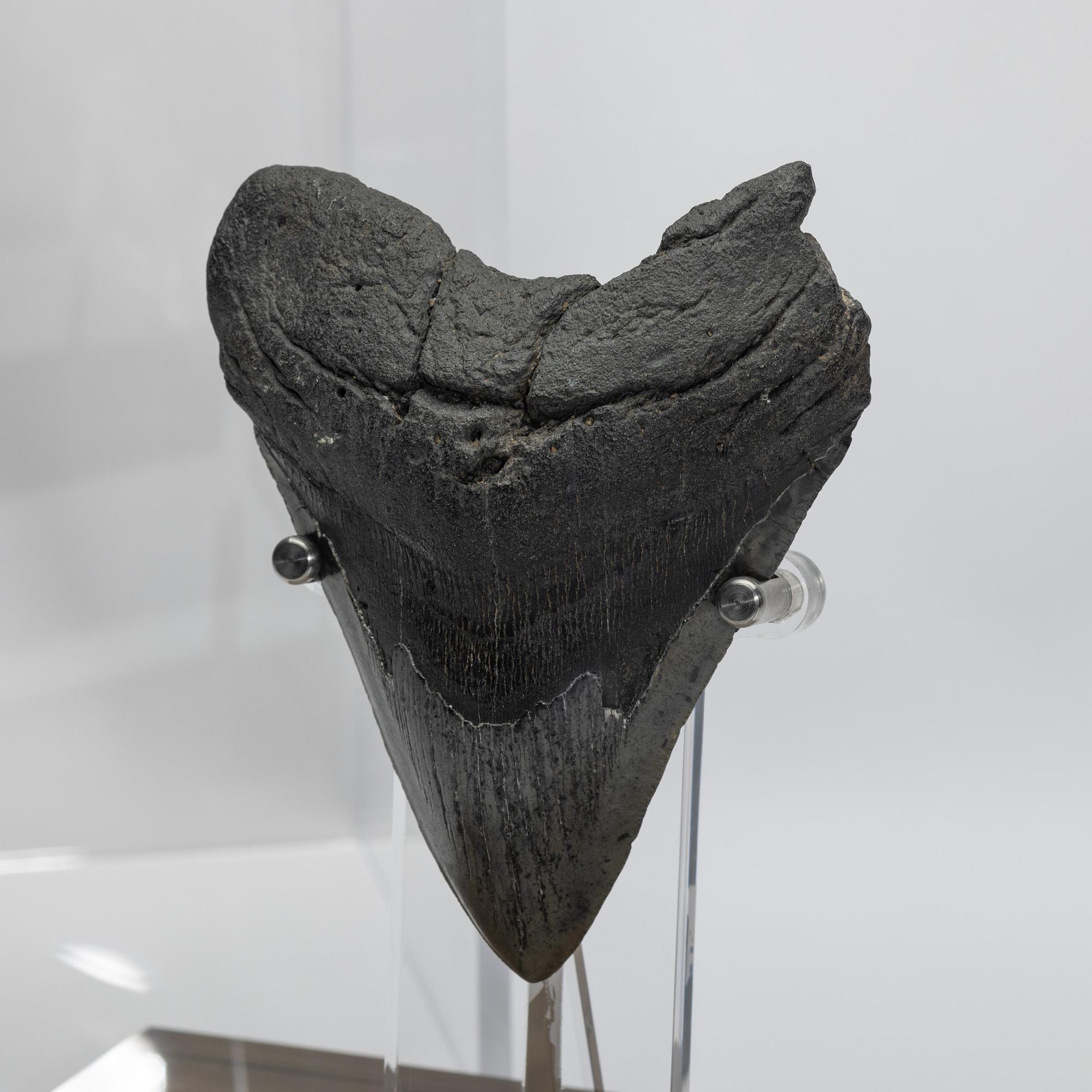 Fossil Megalodon 