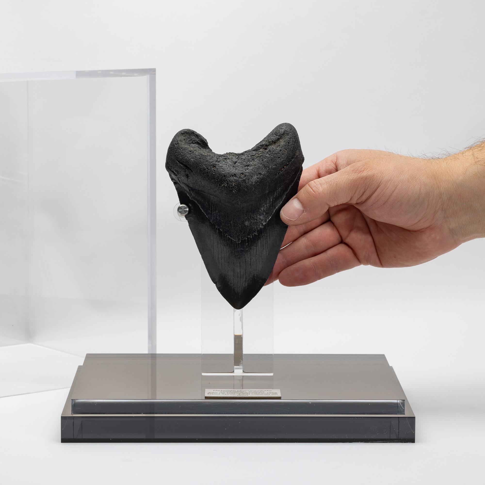 Fossil Megalodon 