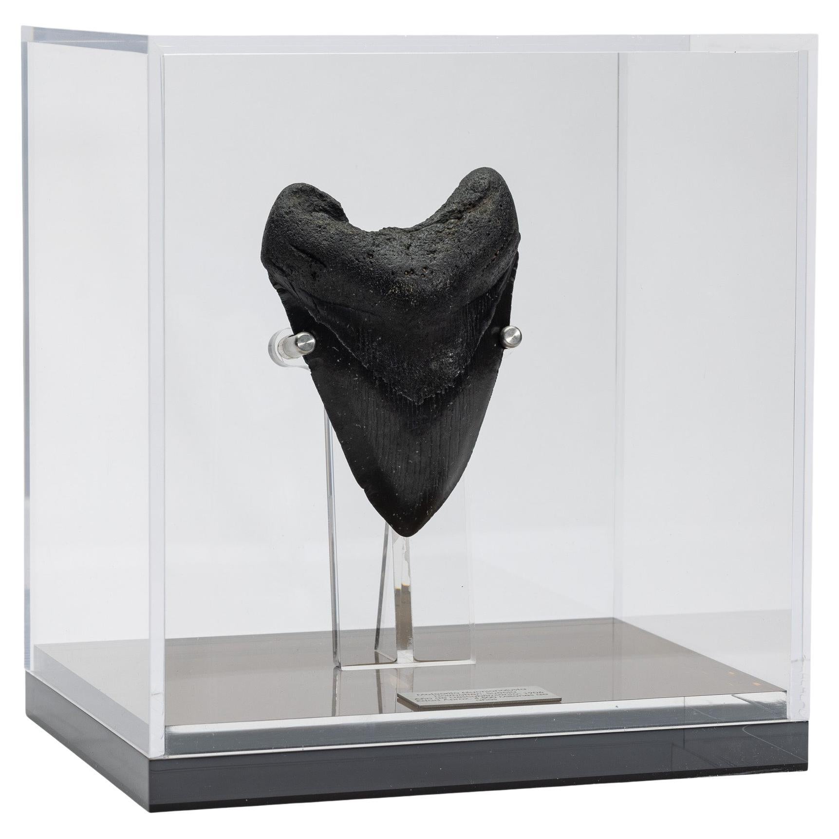 Fossil Megalodon "The Monster Shark" Tooth in Acrylic Custom Box from USA