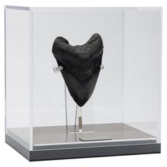 Fossil Megalodon "The Monster Shark" Zahn in Acryl Custom Box aus USA