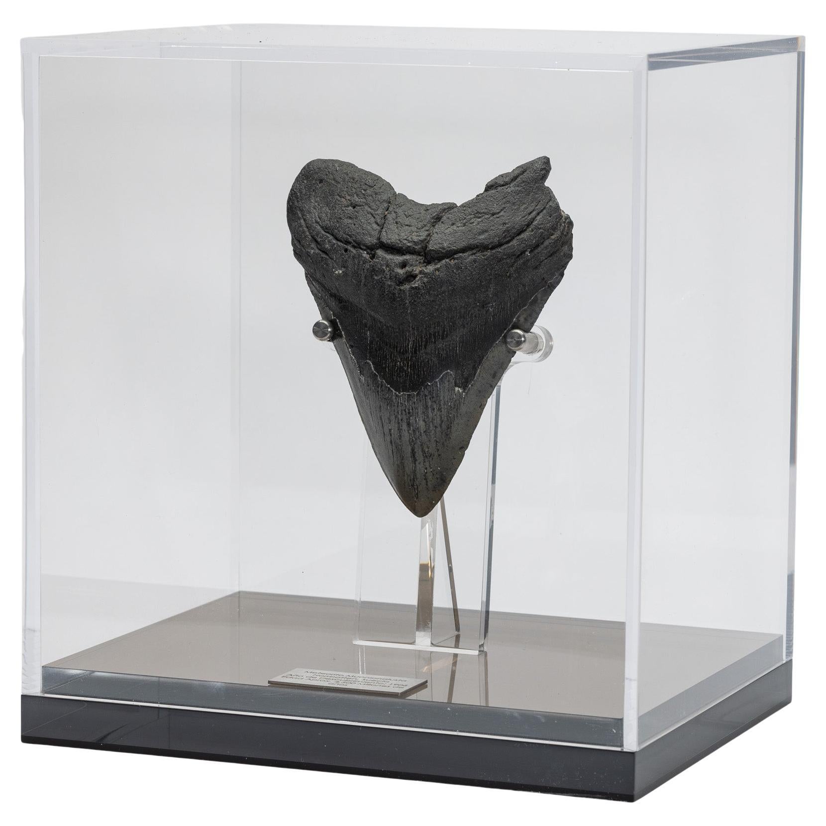 Fossil Megalodon "The Monster Shark" Tooth in Acrylic Custom Box from USA