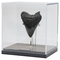 Fossil Megalodon "The Monster Shark" Tooth in Acrylic Custom Box from USA