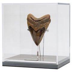 Fossil Megalodon "The Monster Shark" Tooth in Acrylic Custom Box from USA