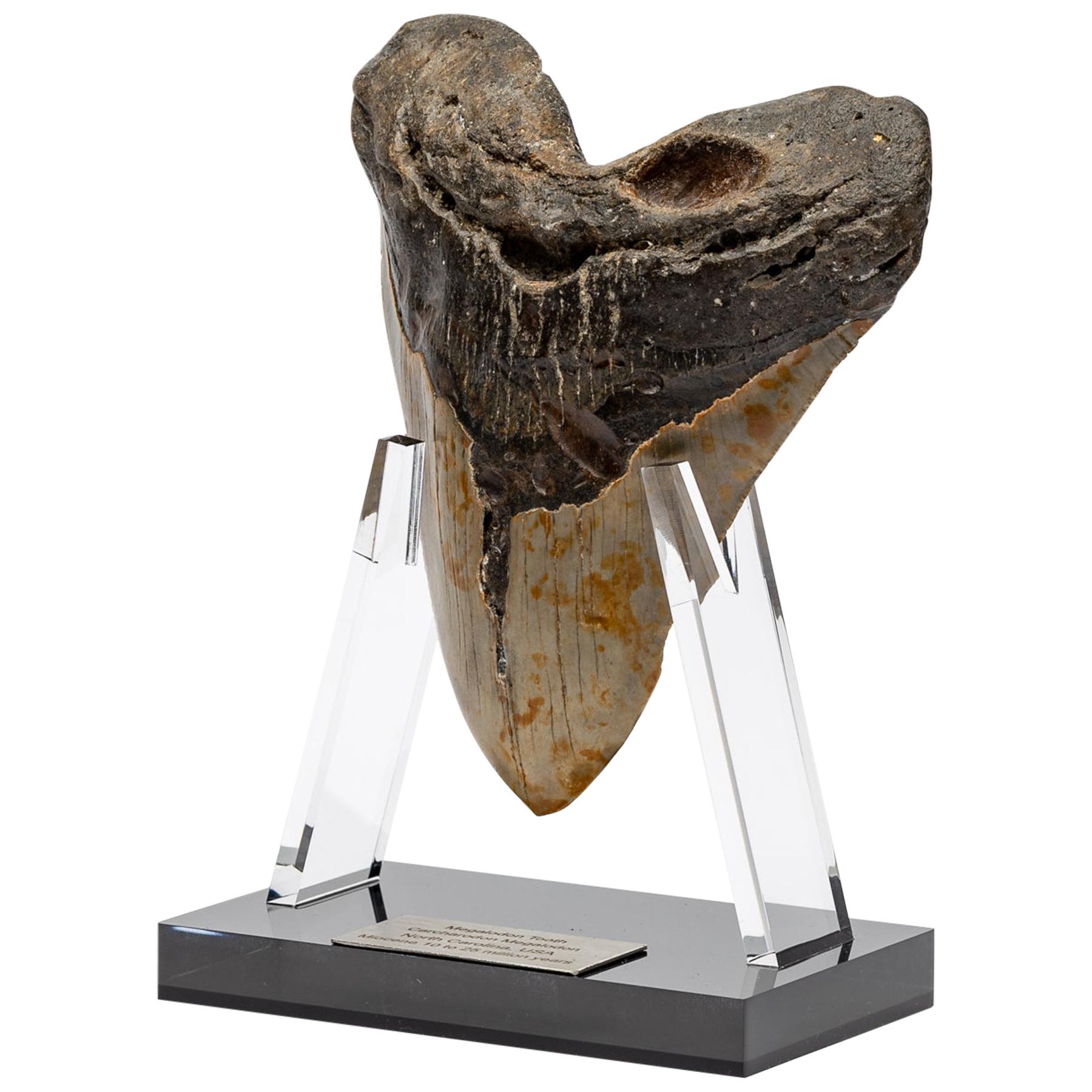 Fossil Megalodon "the Monster Shark" Tooth in Acrylic Custom Stand
