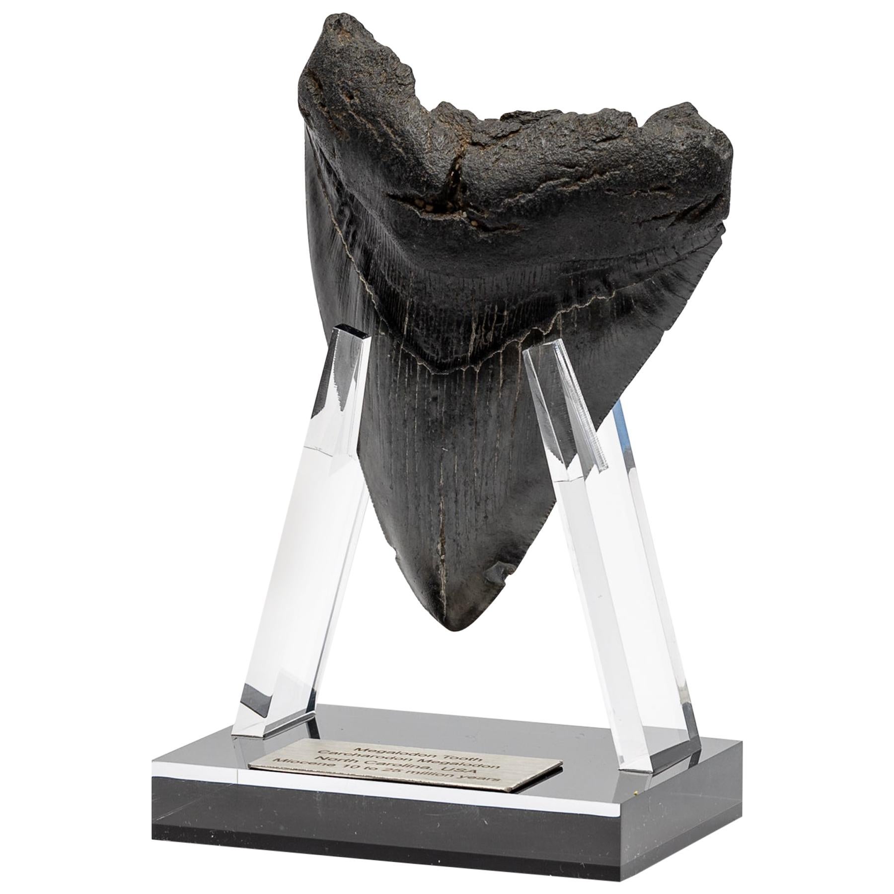 Fossil Megalodon "The Monster Shark" Tooth in Acrylic Custom Stand