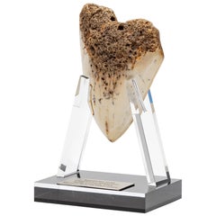 Fossil Megalodon "The Monster Shark" Tooth in Acrylic Custom Stand