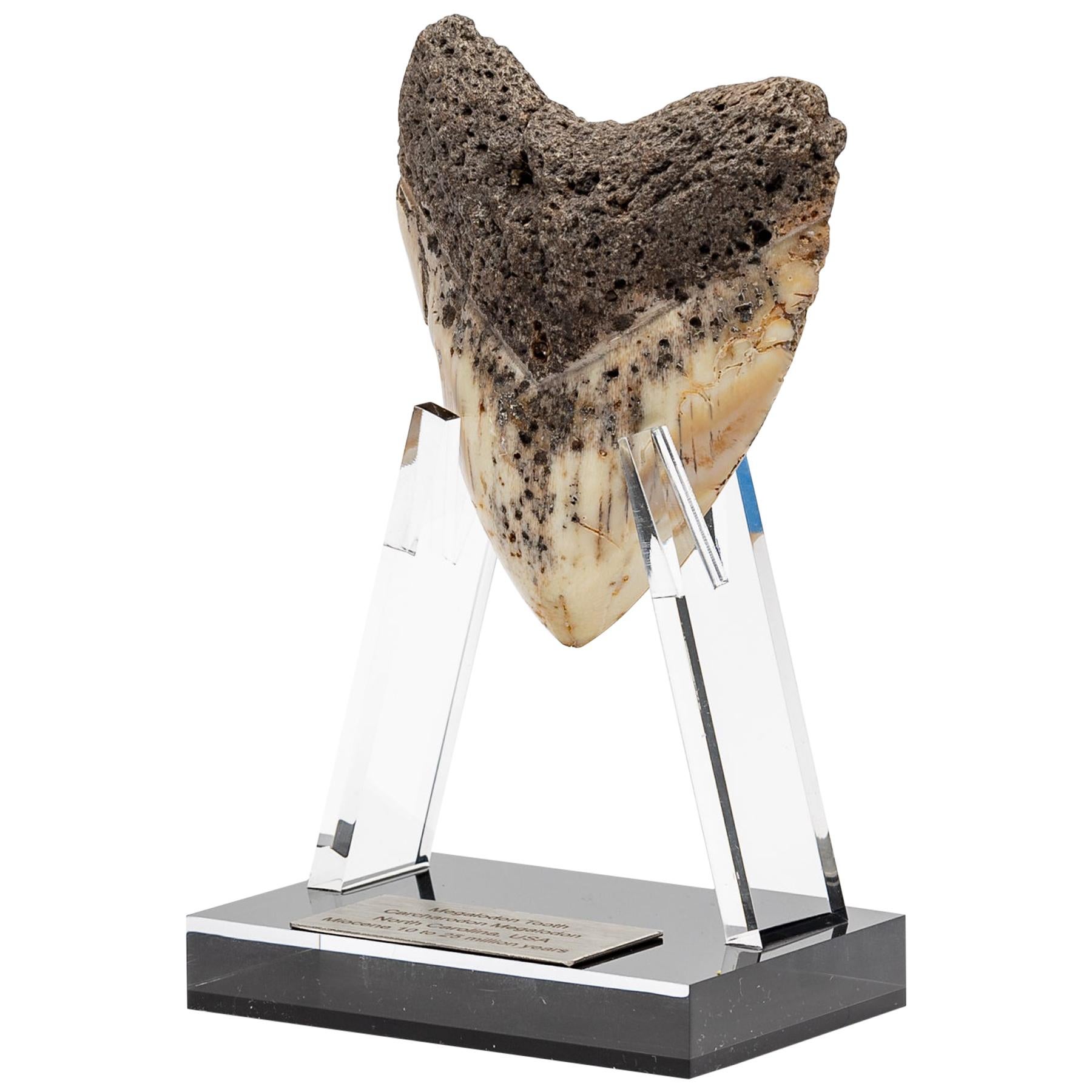 Fossil Megalodon "the Monster Shark" Tooth in Acrylic Custom Stand