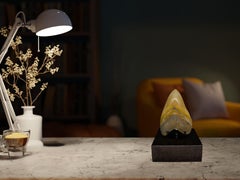 Fossil Megalodon Tooth on Custom Walnut Base, Miocene